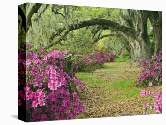 Oak Trees Above Azaleas in Bloom, Magnolia Plantation, Near Charleston, South Carolina, USA-Adam Jones-Premier Image Canvas