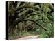Oak Trees and Spanish Moss, Cumberland, Georgia, USA-Marilyn Parver-Premier Image Canvas
