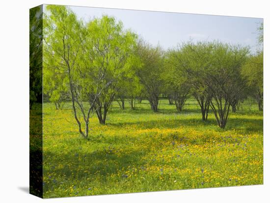 Oak Trees and Wildflowers Bloom Near Cuero, Texas, USA-Darrell Gulin-Premier Image Canvas