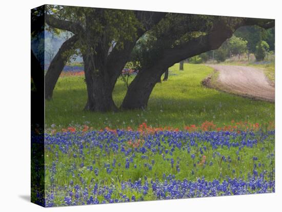 Oak Trees, Blue Bonnets, and Indian Paint Brush, Near Gay Hill, Texas, USA-Darrell Gulin-Premier Image Canvas