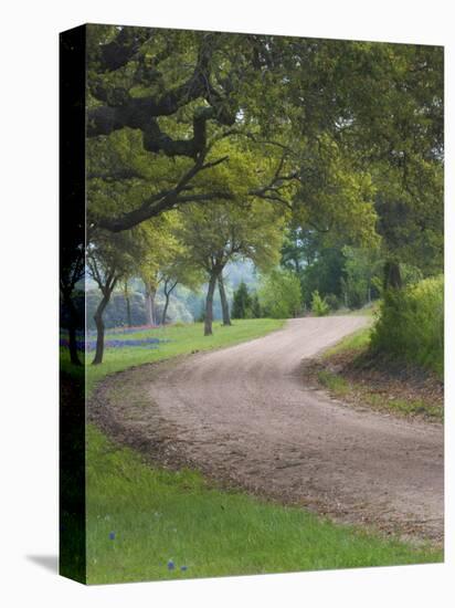 Oak Trees, Blue Bonnets, and Indian Paint Brush, Near Gay Hill, Texas, USA-Darrell Gulin-Premier Image Canvas