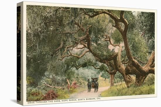 Oak Trees, Hope Ranch, Santa Barbara, California-null-Stretched Canvas