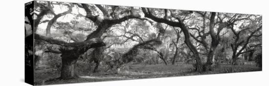 Oak Trees in a Forest, Lake Kissimmee State Park, Florida, USA-null-Premier Image Canvas