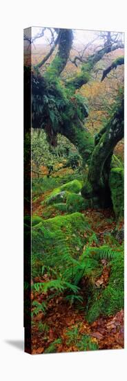 Oak Trees in a Forest, Wistman's Wood, Dartmoor National Park, Devon, England-null-Premier Image Canvas