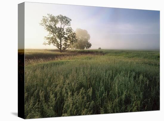Oak trees shrouded in fog, Flint Hills, Kansas-Tim Fitzharris-Stretched Canvas