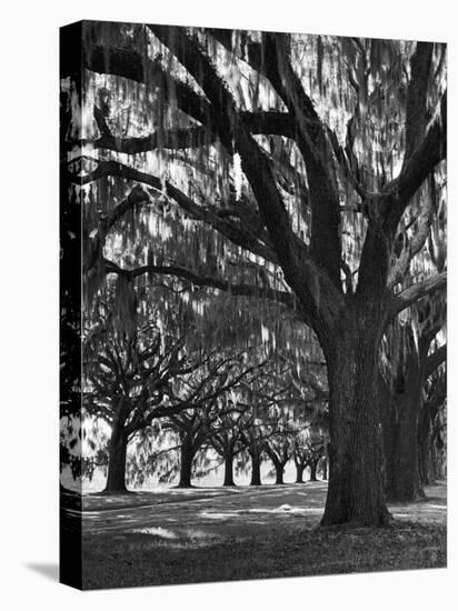 Oak Trees with Spanish Moss Hanging from Their Branches Lining a Southern Dirt Road-Alfred Eisenstaedt-Premier Image Canvas