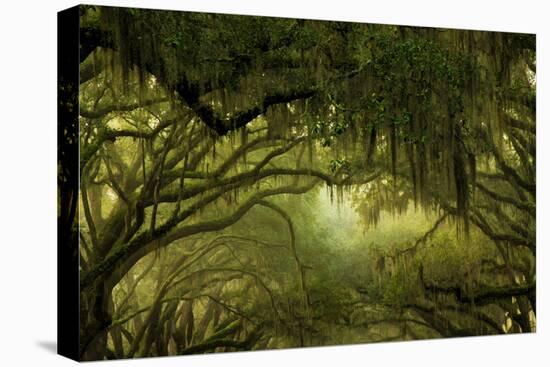 Oak Trees with Spanish Moss, Savannah, Georgia, USA-Joanne Wells-Premier Image Canvas