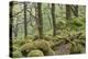 Oak Woodland in Spring with Moss Covered Rocks, Sunart Oakwoods, Ardnamurchan, Highland, Scotland-Peter Cairns-Premier Image Canvas