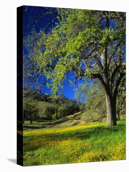 Oaks and Flowers, California, USA-John Alves-Premier Image Canvas