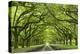 Oaks Avenue 1-Moises Levy-Premier Image Canvas