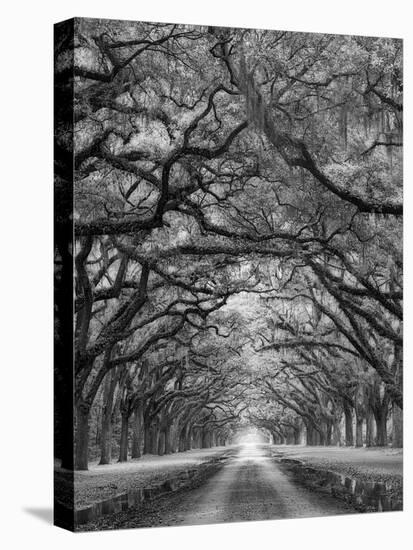 Oaks Avenue 2 BW-Moises Levy-Premier Image Canvas