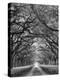 Oaks Avenue 2 BW-Moises Levy-Premier Image Canvas