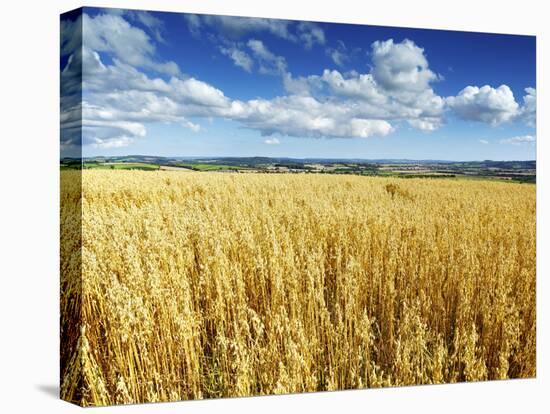 Oat Field, Thorverton, Devon, England, United Kingdom, Europe-Jeremy Lightfoot-Premier Image Canvas