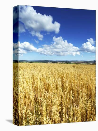 Oat Field, Thorverton, Devon, England, United Kingdom, Europe-Jeremy Lightfoot-Premier Image Canvas