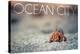 Ocean City, New Jersey - Hermit Crab on Beach-Lantern Press-Stretched Canvas