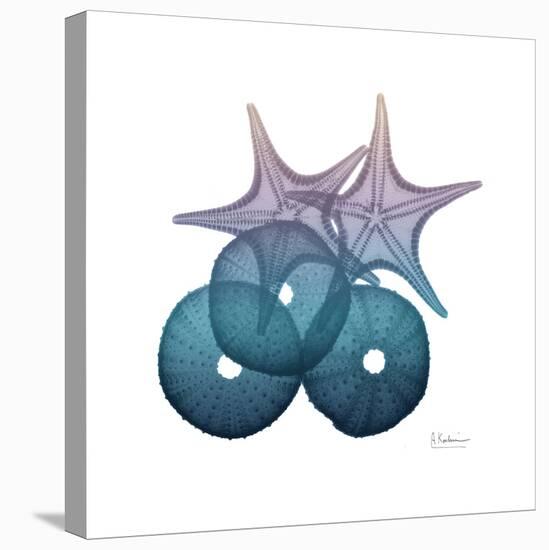 Ocean Hues Sea Urchin and Starfish-Albert Koetsier-Stretched Canvas