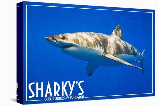 Ocean Shores, Washington - Great White Shark-Lantern Press-Stretched Canvas