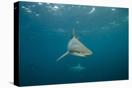 Oceanic Black-Tip Shark and Remora, KwaZulu-Natal, South Africa-Pete Oxford-Premier Image Canvas