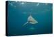 Oceanic Black-Tip Shark and Remora, KwaZulu-Natal, South Africa-Pete Oxford-Premier Image Canvas