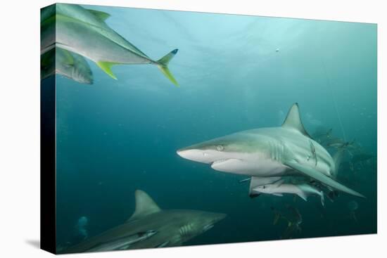 Oceanic Black-Tip Shark and Remora, KwaZulu-Natal, South Africa-Pete Oxford-Premier Image Canvas