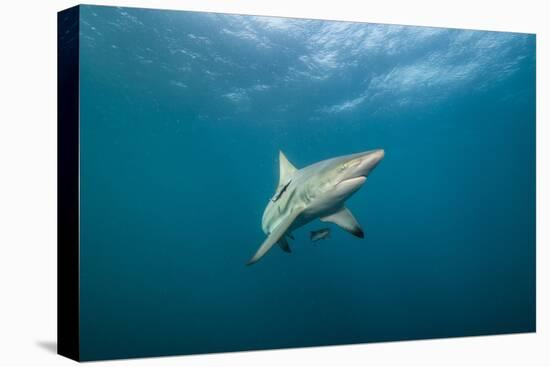 Oceanic Black-Tip Shark and Remora, KwaZulu-Natal, South Africa-Pete Oxford-Premier Image Canvas