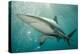 Oceanic Black-Tip Shark and Remora, KwaZulu-Natal, South Africa-Pete Oxford-Premier Image Canvas
