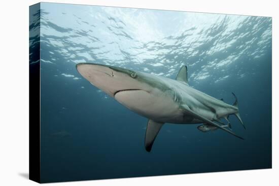 Oceanic Black-Tip Shark and Remora, KwaZulu-Natal, South Africa-Pete Oxford-Premier Image Canvas