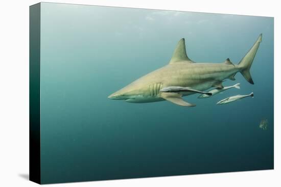 Oceanic Black-Tip Shark and Remora, KwaZulu-Natal, South Africa-Pete Oxford-Premier Image Canvas