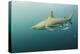 Oceanic Black-Tip Shark and Remora, KwaZulu-Natal, South Africa-Pete Oxford-Premier Image Canvas