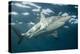 Oceanic Black-Tip Shark and Remora, KwaZulu-Natal, South Africa-Pete Oxford-Premier Image Canvas