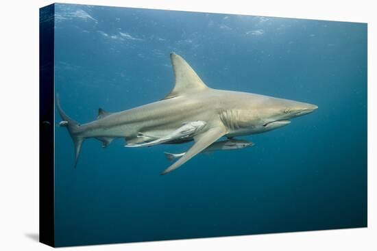 Oceanic Black-Tip Shark and Remora, KwaZulu-Natal, South Africa-Pete Oxford-Premier Image Canvas