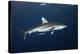 Oceanic Whitetip Shark-Alexander Semenov-Premier Image Canvas