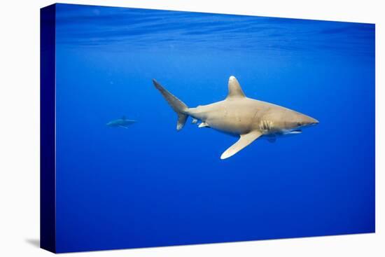 Oceanic Whitetip Sharks in Hawaii-Paul Souders-Premier Image Canvas