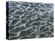 Oceanic-Art Wolfe-Premier Image Canvas