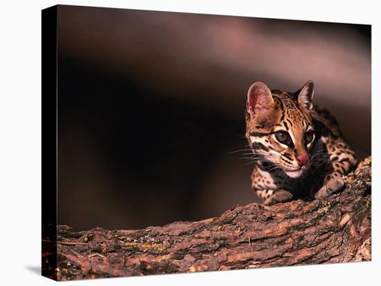 Ocelot, Endangered Species, Central America-Stuart Westmorland-Premier Image Canvas