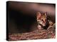 Ocelot, Endangered Species, Central America-Stuart Westmorland-Premier Image Canvas