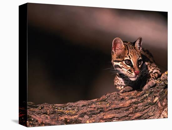 Ocelot, Endangered Species, Central America-Stuart Westmorland-Premier Image Canvas