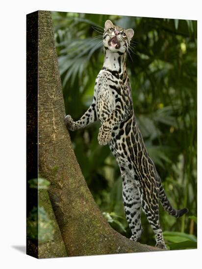 Ocelot (Felis / Leopardus Pardalis) Amazon Rainforest, Ecuador-Pete Oxford-Premier Image Canvas
