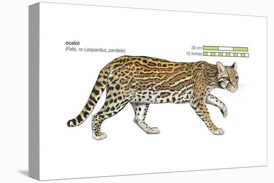 Ocelot (Felis or Lepardus, Pardalis), Cat, Mammals-Encyclopaedia Britannica-Stretched Canvas