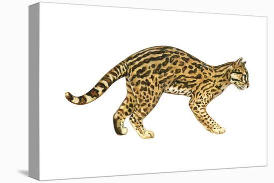 Ocelot (Felis Pardalis), Mammals-Encyclopaedia Britannica-Stretched Canvas