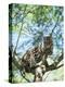 Ocelot in Tree-Pete Oxford-Premier Image Canvas