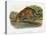 Ocelot-John Woodhouse Audubon-Premier Image Canvas