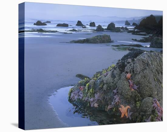 Ochre Sea Stars at low tide, Miwok Beach, Sonoma, California-Tim Fitzharris-Stretched Canvas