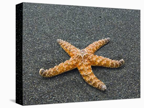 Ochre Seastar, Exposed on Beach at Low Tide, Olympic National Park, Washington, USA-Georgette Douwma-Premier Image Canvas