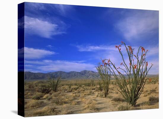 Ocotillo and the Vallecito Mountains, Anza-Borrego Desert State Park, California-Tim Fitzharris-Stretched Canvas