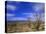 Ocotillo and the Vallecito Mountains, Anza-Borrego Desert State Park, California-Tim Fitzharris-Stretched Canvas