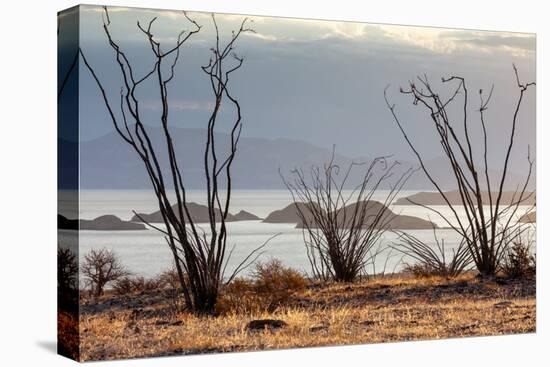 Ocotillo bush with islands beyond, Mexico-Claudio Contreras-Premier Image Canvas