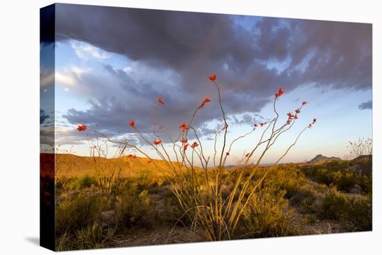 Ocotillo in Bloom at Sunrise in Big Bend National Park, Texas, Usa-Chuck Haney-Premier Image Canvas
