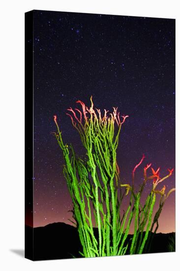 Ocotillo under the Milky Way, Anza-Borrego Desert State Park, California, USA-Russ Bishop-Premier Image Canvas