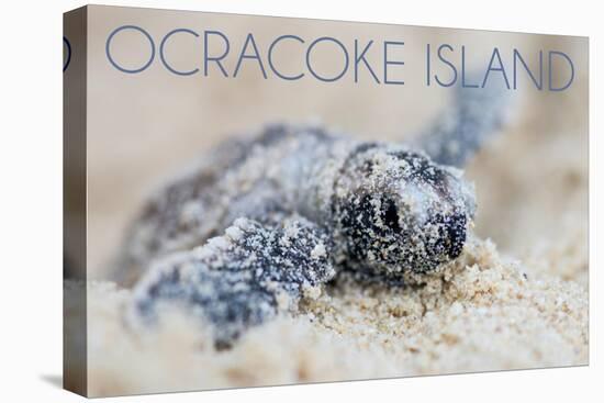 Ocracoke Island, North Carolina - Hawksbill Turtle Hatching-Lantern Press-Stretched Canvas